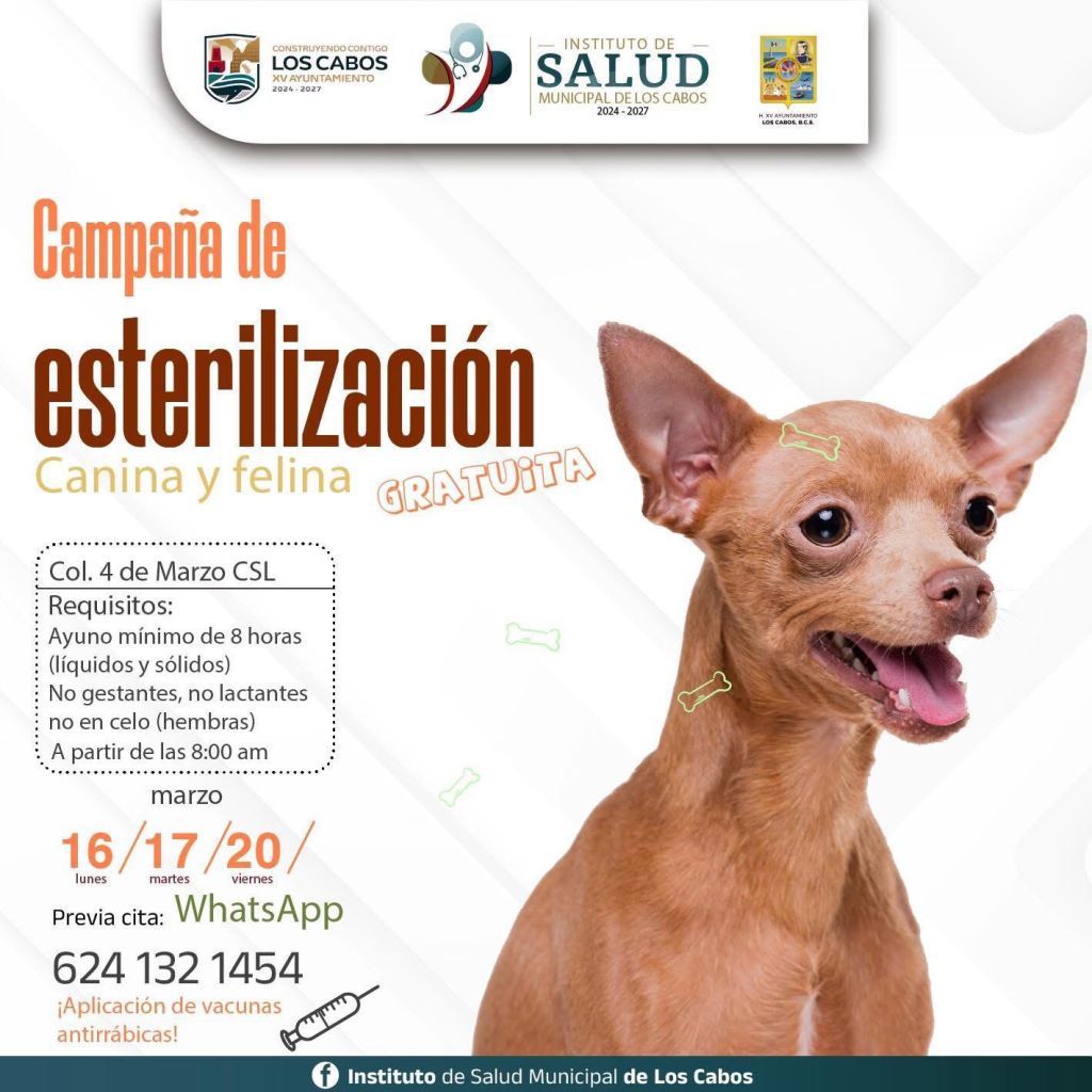Anuncian jornada gratuita de esterilización canina y felina en Cabo San&nbsp;Lucas