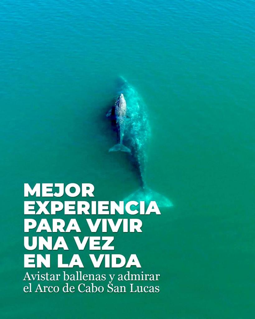 Último día para votar por Los Cabos en “Lo Mejor de México&nbsp;2026”